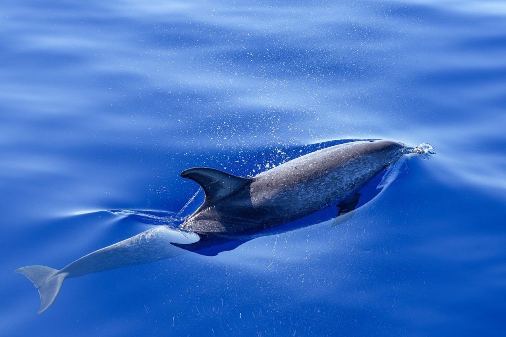 dolphin, ocean, atlantic-8949505.jpg